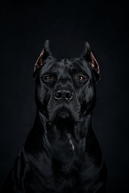 Bóng Tối Uy Nghi — Tranh Canvas Dark Moody Trung Thành Uy Lực