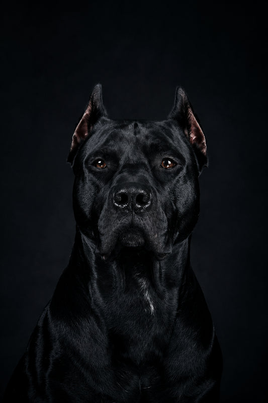 Bóng Tối Uy Nghi — Tranh Canvas Dark Moody Trung Thành Uy Lực